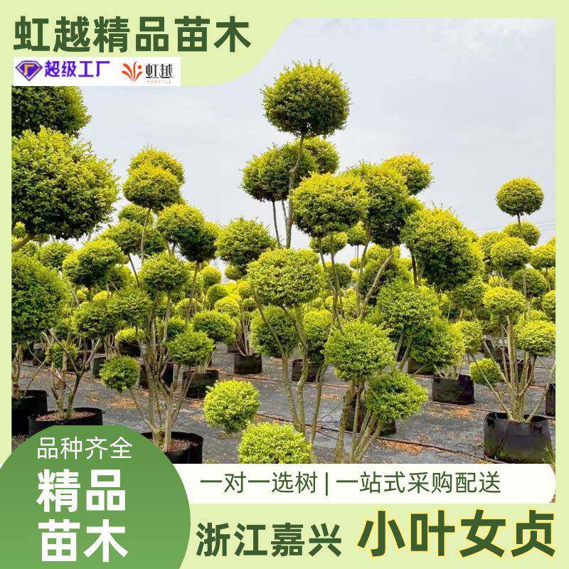 小叶女贞造型树庭院别墅绿化工程苗种植观赏四季长青高杆小叶女贞