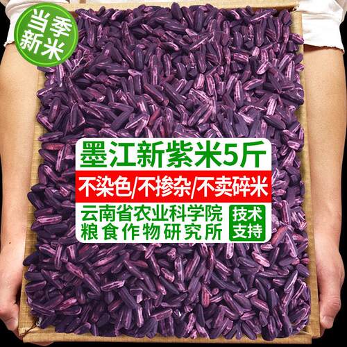 云南紫米500克推荐 农科院紫糯米 粽子紫血糯米 五谷杂粮粗粮 紫