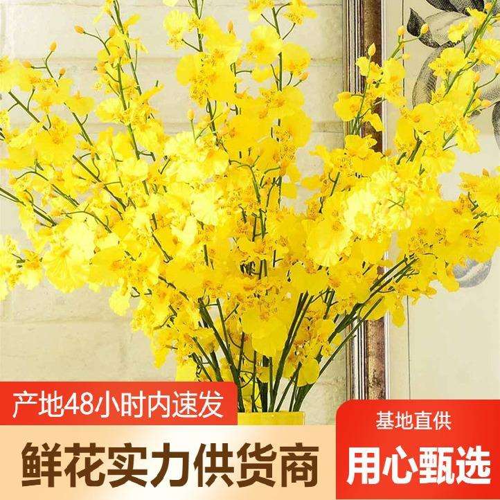 跳舞兰鲜花云南鲜花直批婚庆布置花店摆摊用花社区团购