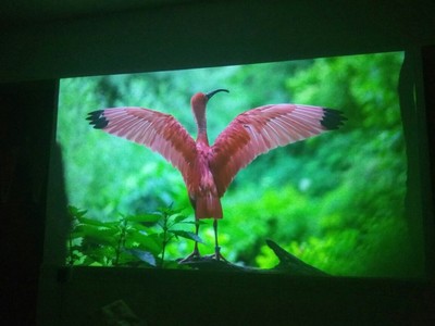 当贝投影仪F1C怎么样?口碑揭秘爆料真相