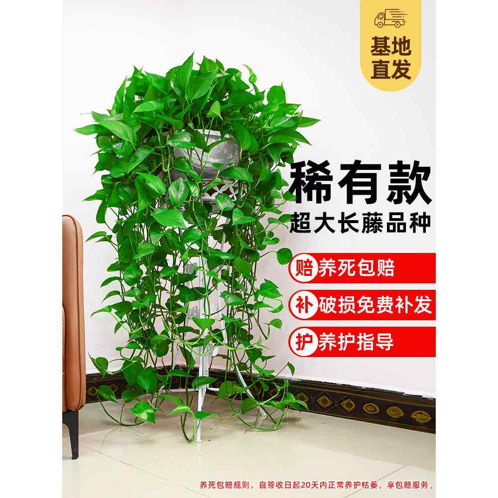 绿萝盆栽室内绿植超大绿箩长藤净化空气植物客厅垂吊新房