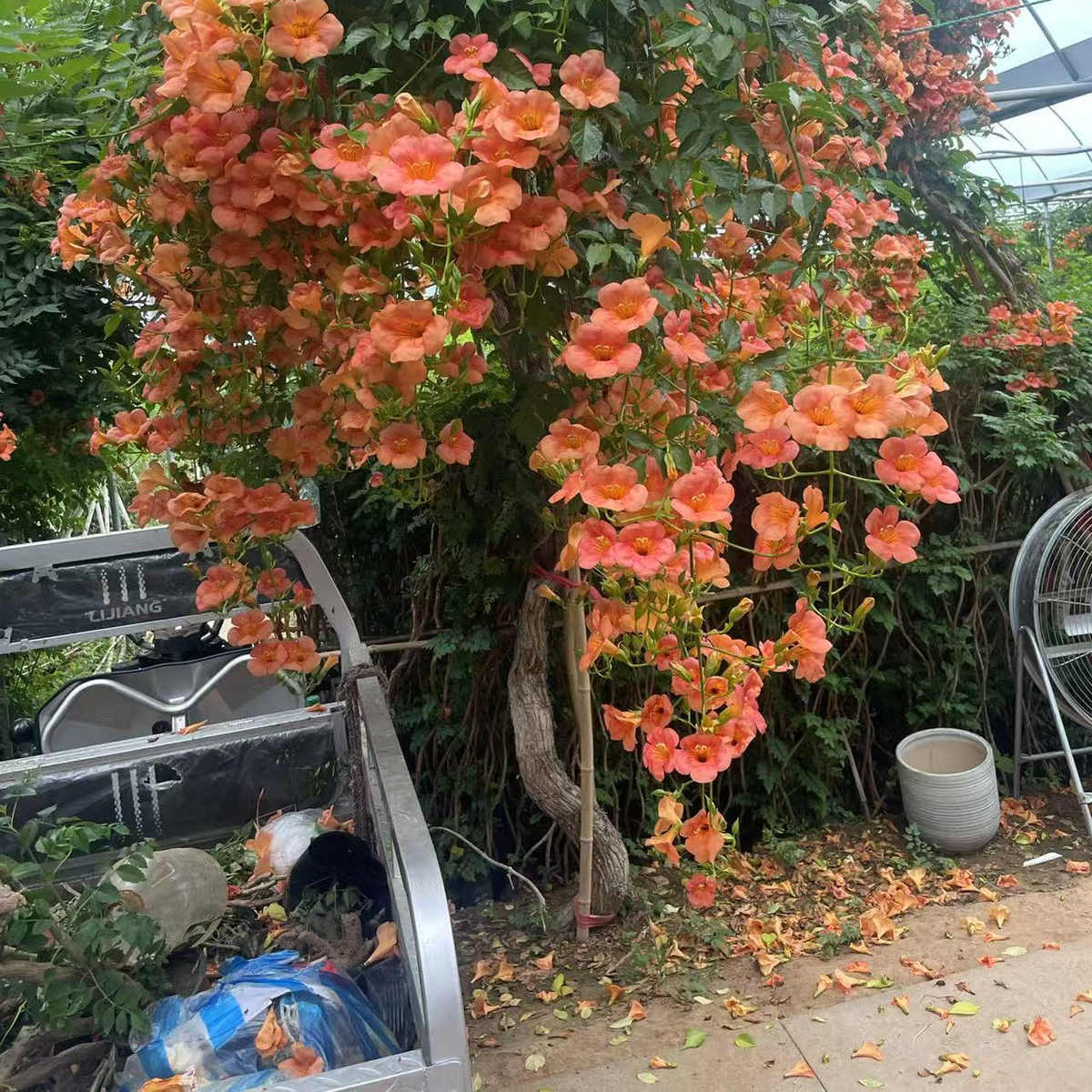 凌霄花苗爬藤大苗老桩藤植物花卉盆栽阳台庭院喜阳耐寒南北种植