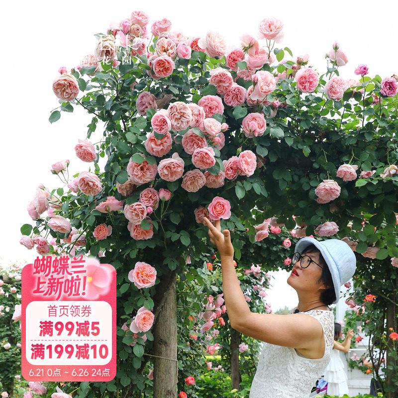 海蒂的花园月季花苗舍农索城堡的女人们玫瑰欧月爬藤植物花卉盆栽