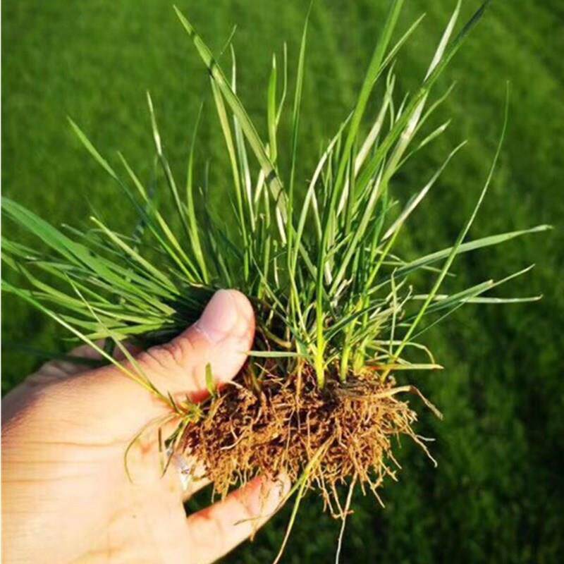 进口矮生草坪草籽早熟禾易活庭院别墅绿化草籽免修剪耐踏耐寒