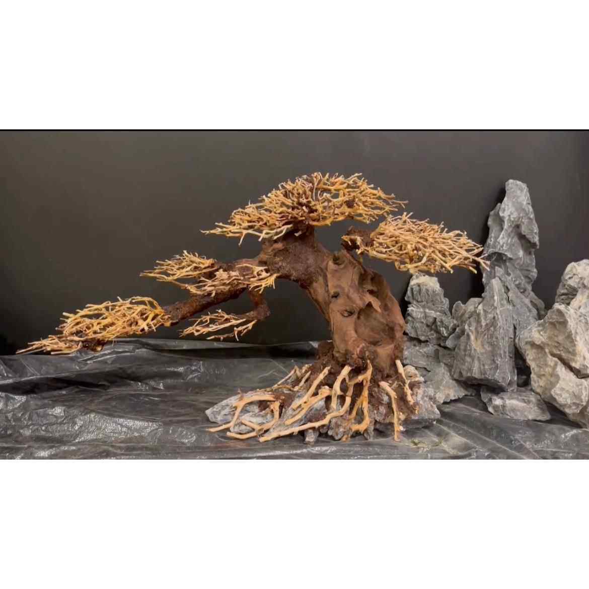 鱼缸造景沉木巴西树迎客松定制景观莫斯树生命之树水族森林景观