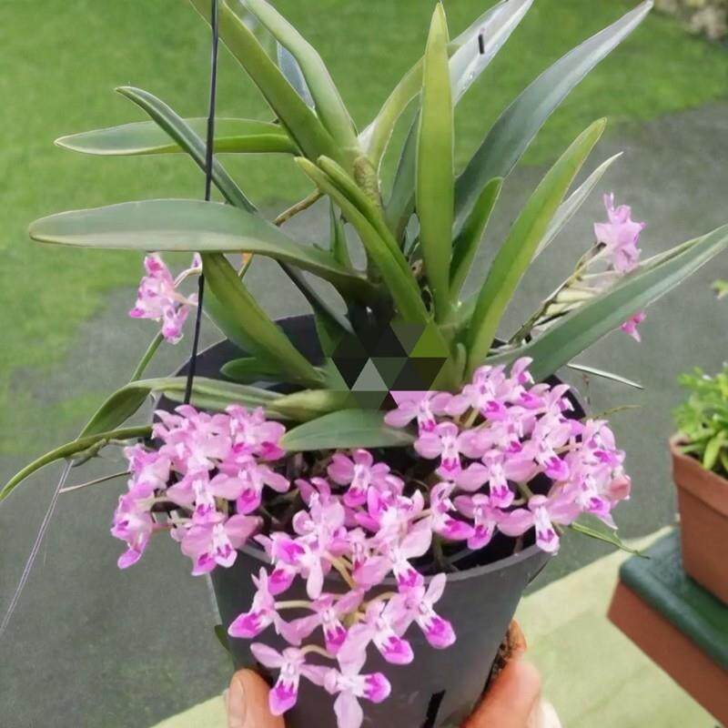 美玲固唇兰稀有兰花附生吊兰花花期长非常漂亮一盆包邮