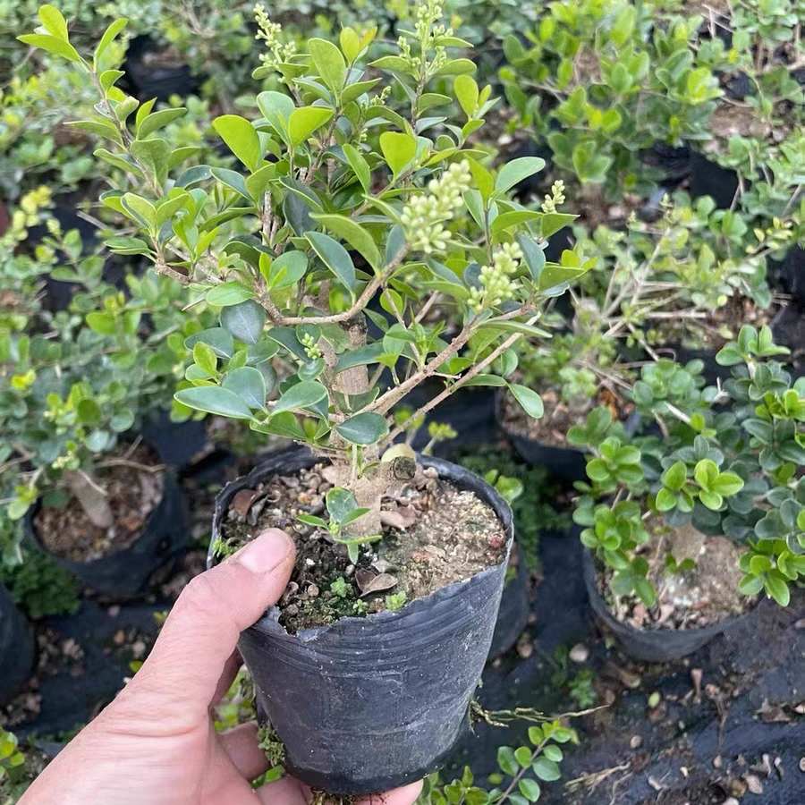 小老桩海南香兰矮桩盆景素材微盆景稀有品种开花浓香名贵花园植物