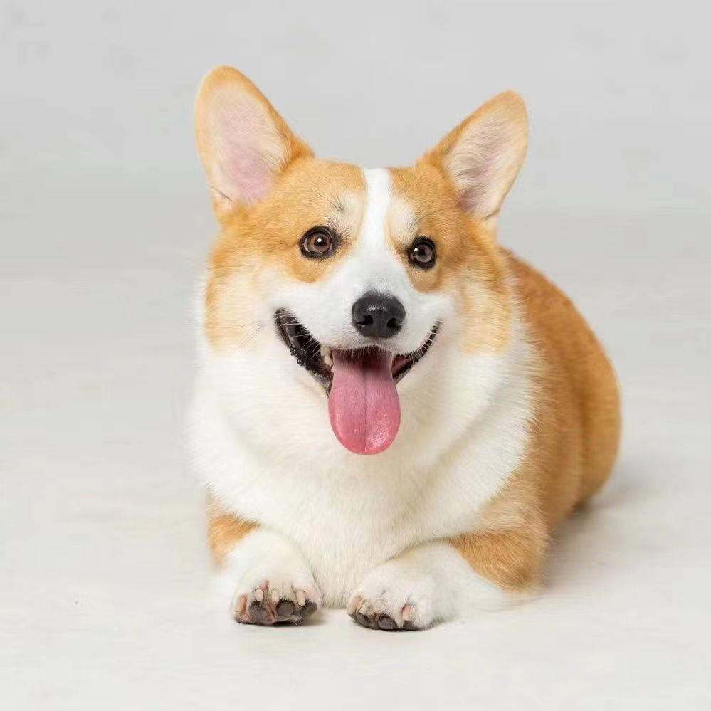 柯基幼犬幼崽犬可爱活体宠物狗狗狗学生温顺小短腿真狗小型犬狗狗