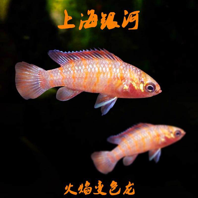 火焰变色小型龙迷腮鱼观赏热带鱼淡水活体鱼水族宠物鱼灯科鱼包活,宠物/宠物食品及用品,鱼,淘宝优惠券,粉丝福利购,淘宝优惠卷