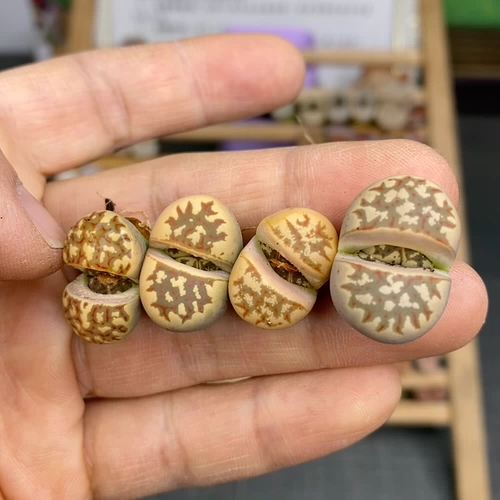 Shengshi Flower Little Mite One Shot 84372