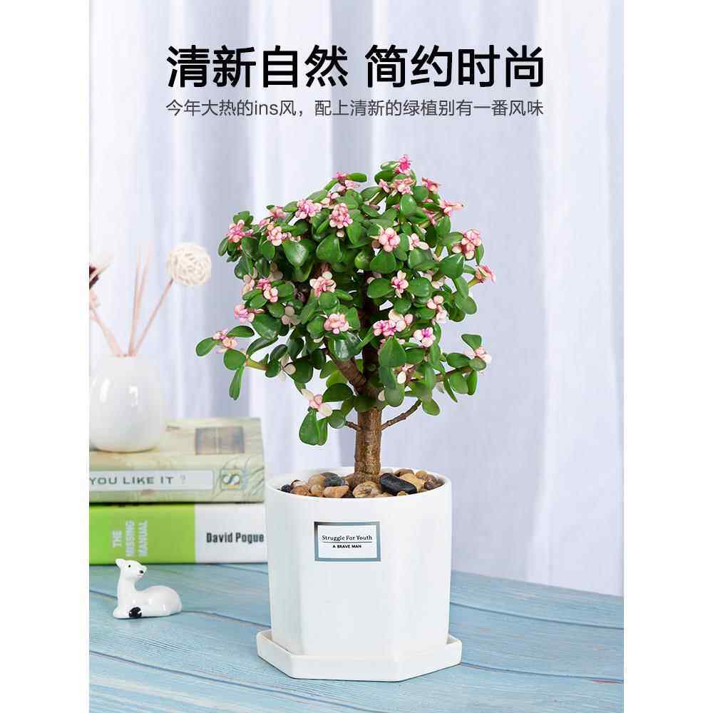 发财树绿萝长寿花盆栽花卉植物室内桌面办公室小绿植水培多肉好养