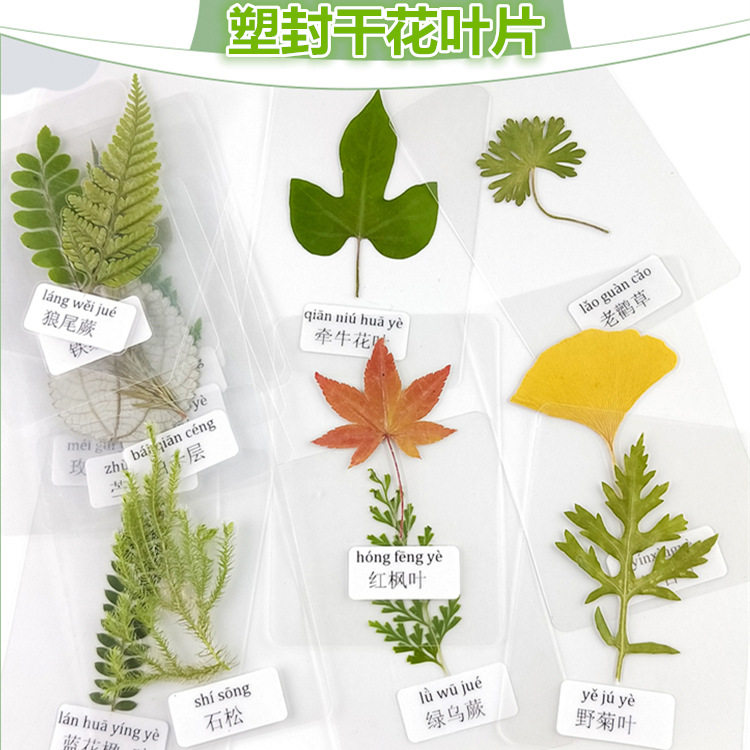 过塑干花花塑植物标本书签干花