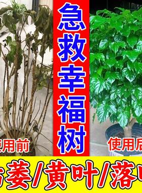 【拯救】幸福树专用营养液掉叶子发黄落叶枯萎烂根植物花卉盆栽肥