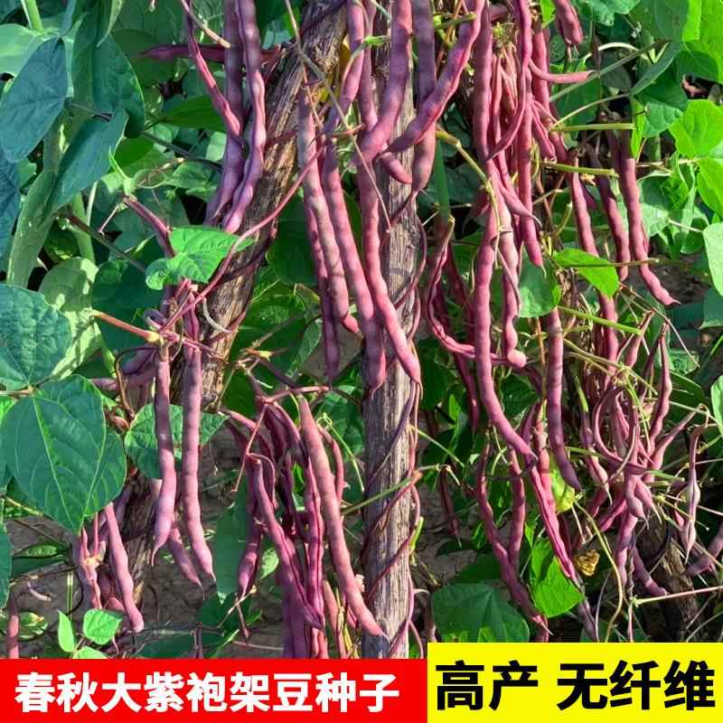 大紫袍架豆子紫红高产红玉春秋紫豆角架种豆籽爬藤蔬菜四季豆种子