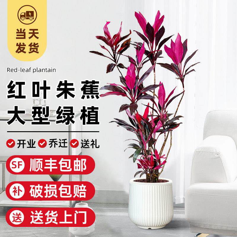 红叶朱蕉绿植室内大型盆栽办公室客厅落地式禄植真花好养易活植物
