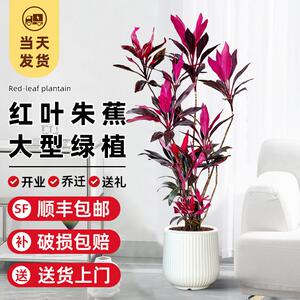 红叶朱蕉绿植室内大型盆栽办公室客厅落地式禄植真花好养易活植物