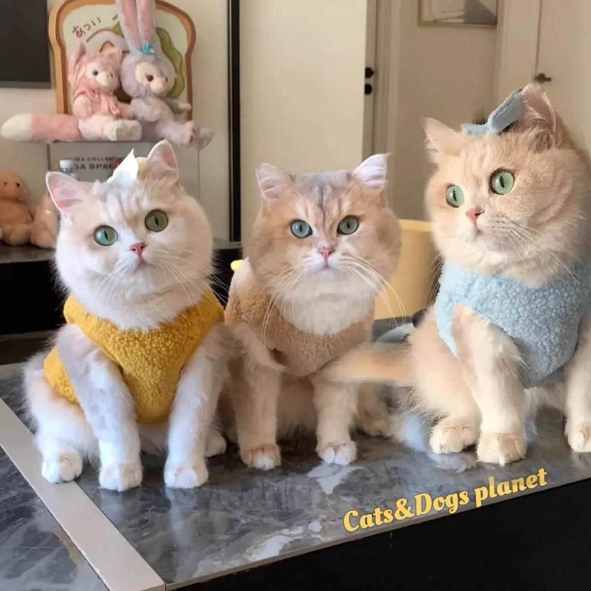 秋冬狗狗猫咪衣服防掉毛小猫猫衣服奶猫幼猫宠物保暖羊羔绒背心潮