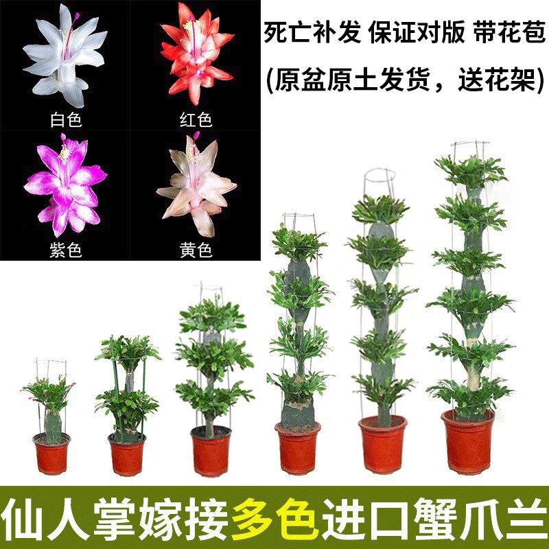 仙人掌嫁接蟹爪兰进口黄大刺三角柱仙人指火龙果多层多色带花苞