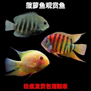 凤梨鱼观赏鱼帝王虎斑凤梨黑云鱼喷点凤梨鱼钻石凤梨活体中层混搭
