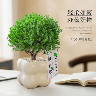 放青松绿植雾松室内小盆栽雾凇办公室桌面放轻松植物摆件四季好养