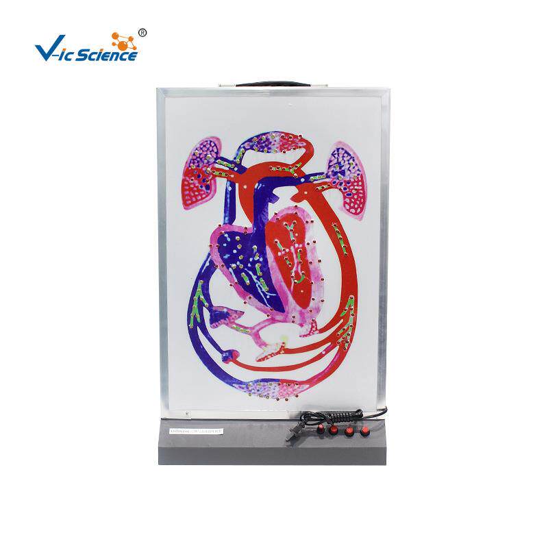 心博与血液循环模型(示心动周期及大小循环)