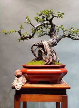 紫砂花盆长方菱花切角四方盆景盆栽提根绿植盆创意个性老桩造景盆