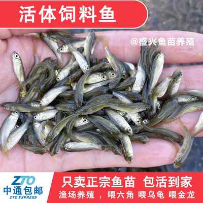活体饲料鱼土鲮鱼小鱼苗麦穗鱼活鱼喂鳜鱼乌龟喂金龙桂花鲈鱼淡水