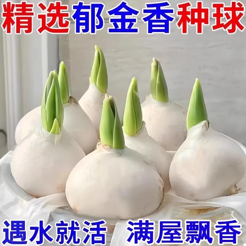 进口水培郁金香种球带芽5度寒球四季开花耐花卉阳台鲜花植物盆栽