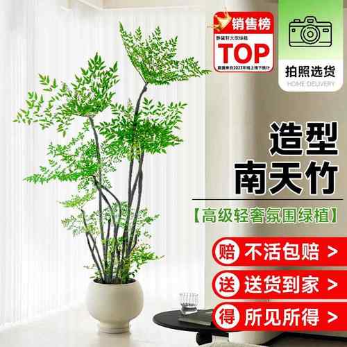 南天竹绿植室内盆栽客厅办公室四季好养真树花卉落地大型植物盆景
