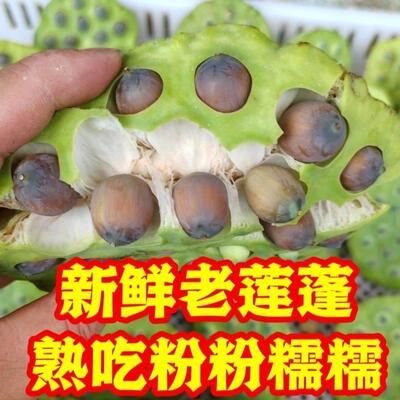 新疆包邮成熟老莲蓬新鲜现摘现剥老莲子有嫩水果莲当季莲籽米生吃
