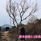 干树枝装 饰直销客厅酒店卖场咖吧造型景观白色天然枯树干枝枯枝小