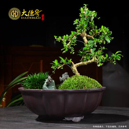 宜兴紫砂盆景花盆莲花三角圆形上水石盆景盆假山石头文竹水仙花盆