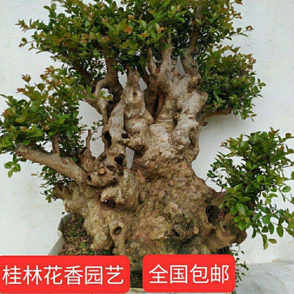 赤楠盆景小叶红芽赤楠树桩熟桩阳台盆栽绿植庭院盆景树桩盆景