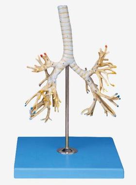 支气管树模型A13007
