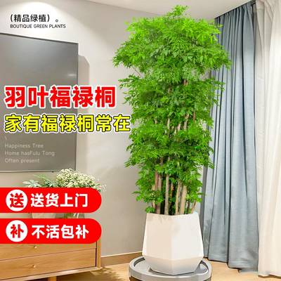 羽叶福禄桐盆栽室内客厅落地大号大型绿植花盆景真树新房乔迁植物