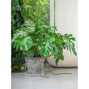 海蒂的花园龟背竹水培琴叶榕客厅卧室观叶绿植盆栽花卉植物室内花