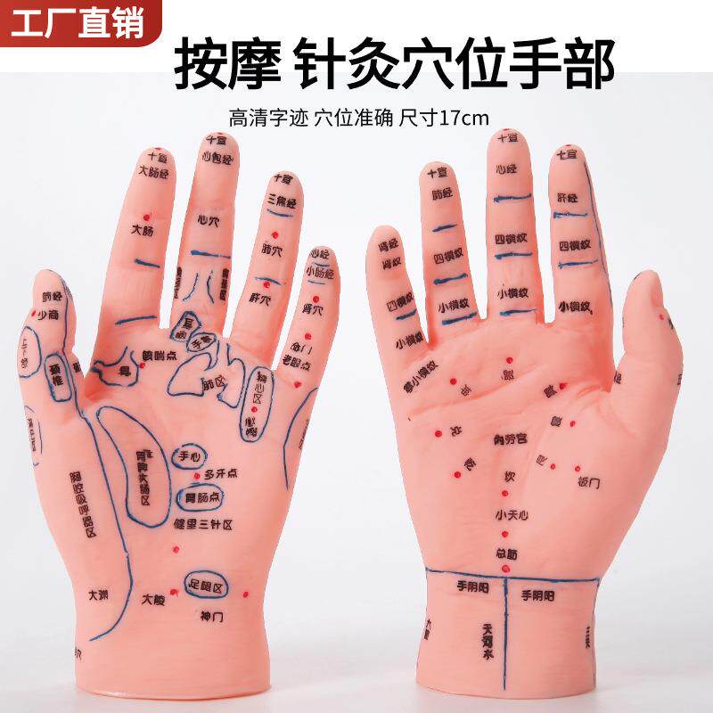高清刻字版手部按摩反射区穴位模型手模左手掌背中医手掌软17厘米