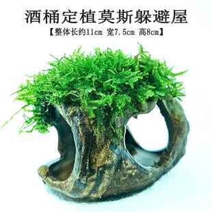 懒人无需底沙海草懒人入门级鱼缸水草植物。藻类水溶小真草小型