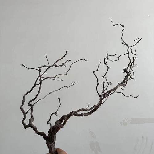 龙枣枝天然枯藤藤条软装装饰藤造型造景插花藤蔓树枝茶艺压花