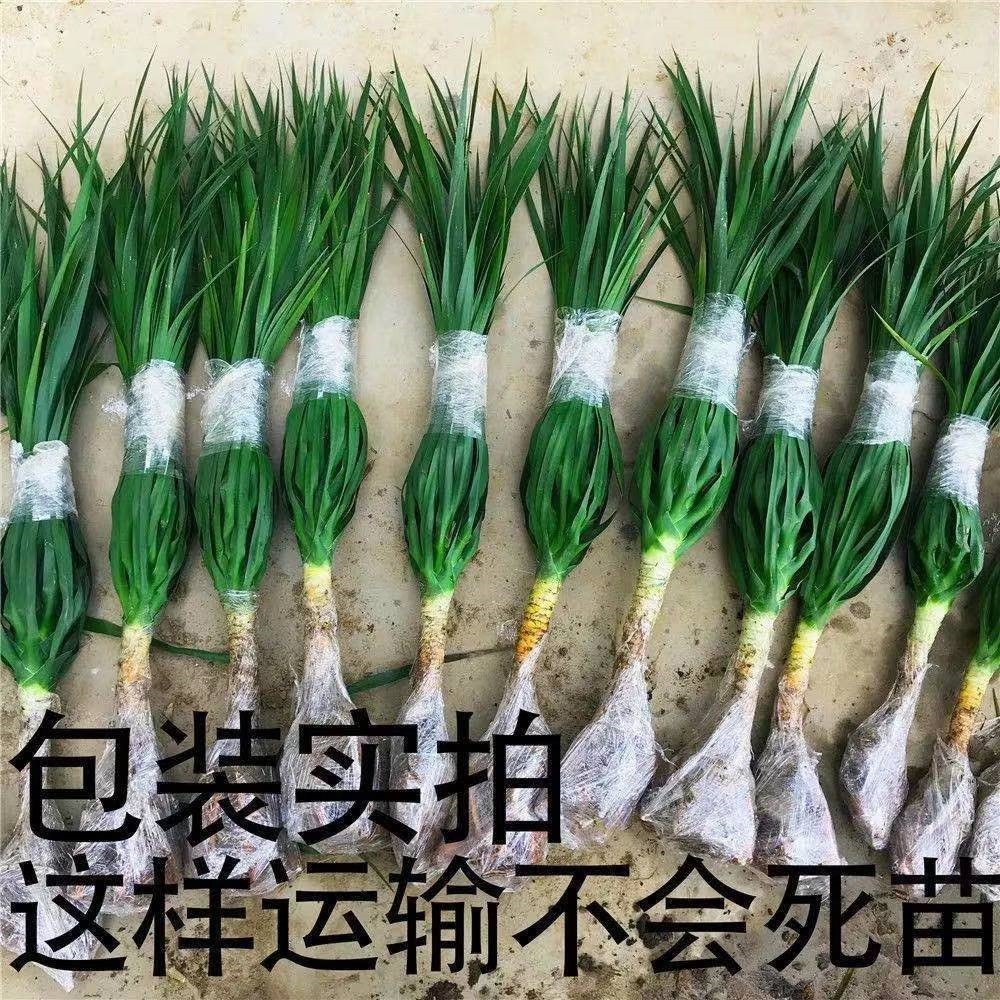 龙须树 龙铁树 多头龙血树 室内客厅大型盆栽 绿植盆景 净化空气