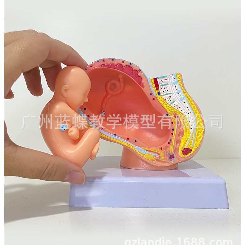女性盆腔附足月胎儿模型 妊娠发育九个月胎儿子宫 胚胎模型 胎儿