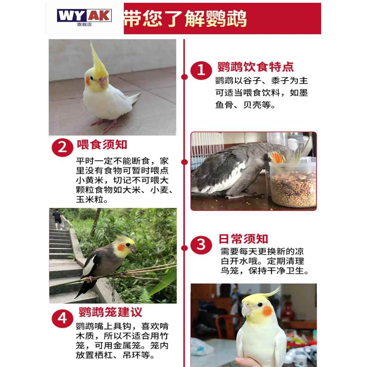 鹦鹉活鸟一公一母玄凤会说话纯手养黄化幼崽原始灰雏鸟虎皮宠物鸟图片