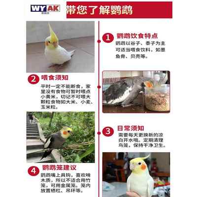 鹦鹉活鸟一公一母玄凤会说话纯手养黄化幼崽原始灰雏鸟虎皮宠物鸟