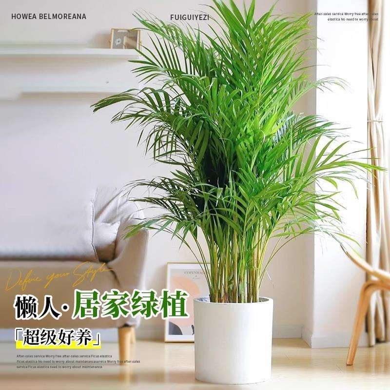 富贵椰子植物盆栽室内客厅大型绿植散尾葵凤尾竹办公四季常青好养