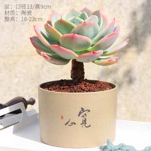 多肉白凤多肉老桩大单头粗桩好养肉肉植物碧桃玉蝶石莲花属