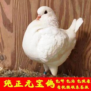 2.3斤发货巨型元宝鸽子活体一对超大体观赏鸽子公斤肉鸽种鸽