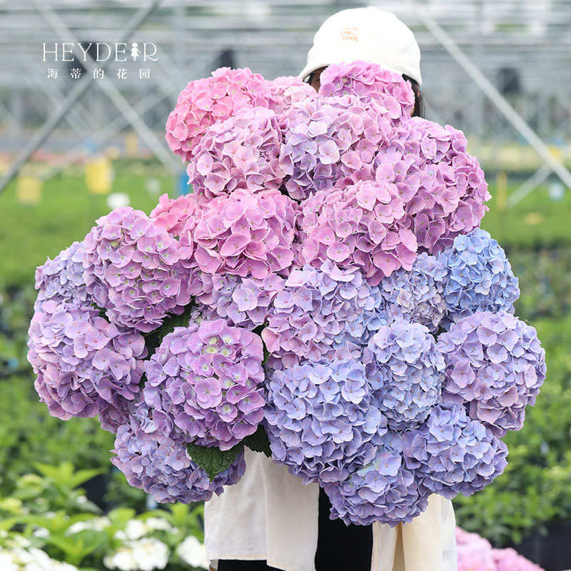 海蒂的花园博登湖多年生可调色大花绣球花阳台庭院好养八仙花盆栽