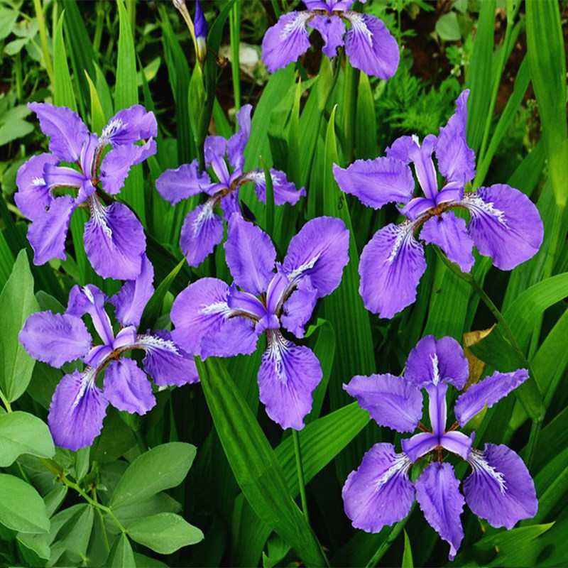 鸢尾花苗宿根草花黄花鸢尾多年生蓝花燕尾兰庭院道路绿化地被植物