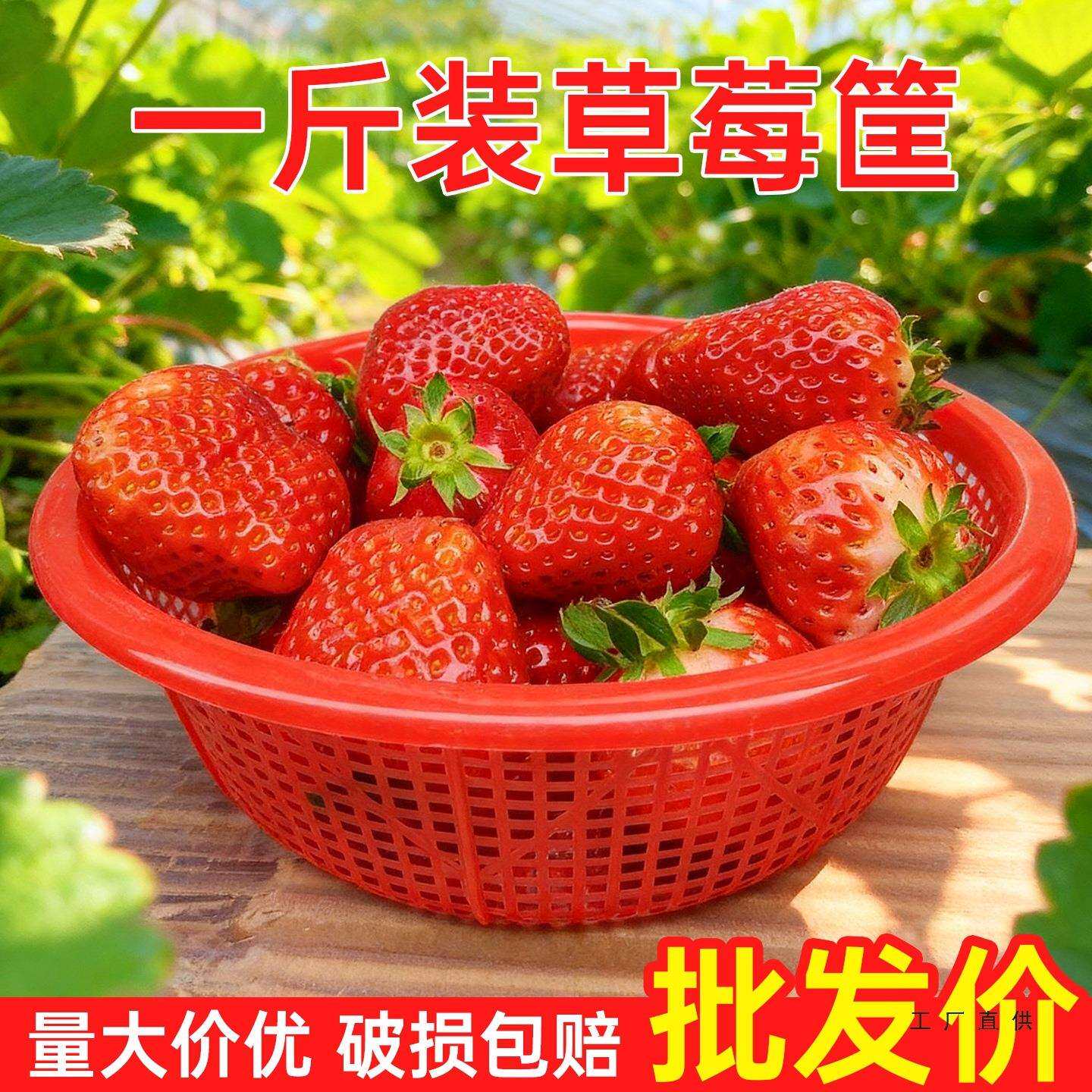 一斤装草莓筐摆摊专用塑料水果筐子一次性草莓采摘篮樱桃杨梅篮子