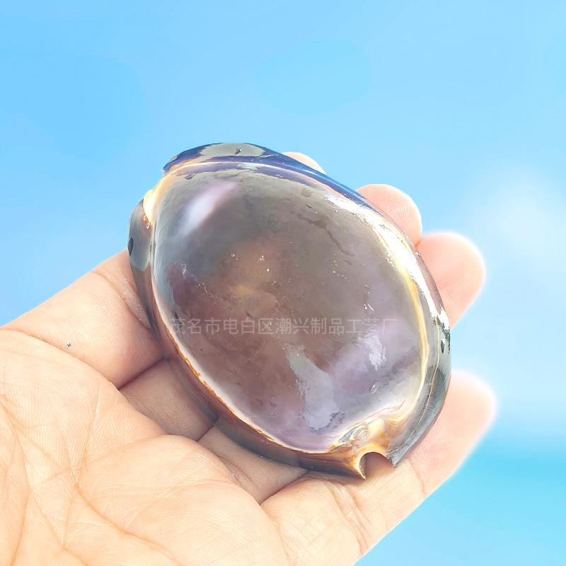 天然海螺贝壳龟甲紫宝螺把玩件鱼缸水族造景地中海家居收藏图片